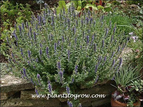 Hyssop (Hyssopus officinalis)
A nice plant in the Herb Garden cascading over the Lannon Stone wall.  (June 21)